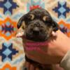 Bloodhound Puppies born April 21st