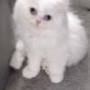 13 Week Old All White Blue Eye Doll Face Persian Male Kitten