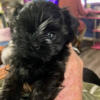 Fantastic, Lovable, Baby boy Shih-Tzu puppy - black with a flash of white!