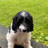 Goldendoodle puppies just ready