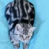 British Shorthair Black Silver Classic tabby girl 7 months old