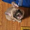 Thunder AKC Registered Lilac Fawn Male French Bulldog