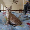 Savannah Kittens For Adoption
