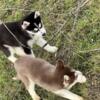 #6  the feisty Siberian husky Pup
