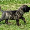 Presa Canario with old bloodlines. Great working/guard dogs.