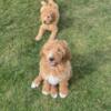 Goldendoodle brothers