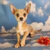 Chihuahua male puppies longhair or smooth hair
