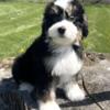 Mini Bernedoodle Boy - Can Not Wait To Get Home To Your Family