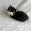 CFA registered Exotic Shorthair Kittens (Lazy Man's Persian)