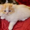 Brown PERSIAN FEMALE   1 YEAR OLD EXTREMELY SWEET, GORGEOUS, GENTLE