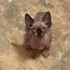 Sphynx boy kitten available in April