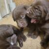 AKC Registered Chocolate Labrador Retriever Puppies