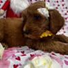 Golden Doodles F1B females availables