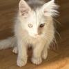 Maine Coon kitten available now