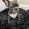 Cute and Tiny  Blue French bulldog