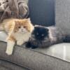 Rehoming Doll face Persian kittens