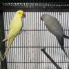 Indian ringneck Pair fore sale