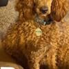 AKC Moyen Size red female Poodle 3 years old. Sweet girl,  $150 refund with terms.