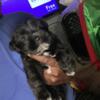 Shorkie puppies ready for homes !