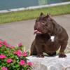 Chocolate American bully female for a steal
