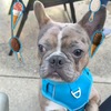 Frenchton male 1 year old