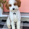 STUD SERVICES ONLY Toy Poodle Red and White Parti & Tri Color Dominant - Great for Aussies & Bernes