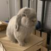 Need to Rehome a Bunny!