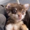 Male Toy Longhair Chihuahua
