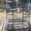 Small Parrot Cage