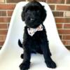 Goldendoodle Corned Beef Male Ready now!