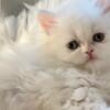 Gorgeous female all white purebred Persian kitten
