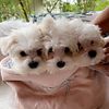 cute furry Maltese puppies
