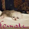 Full Blooded Persian Shaded Silver Female