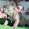 $2,300 Blue Dotty - wonderful French Bulldog puppy for sale