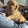 1/2 poodle, 1/4 Aussie, 1/4 beagle puppies for sale