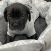 Philly Cane Corso puppies (Dogs) For Sale