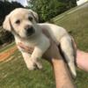 Akc lab puppies! 4 males and 1 female they are really for their forever homes!