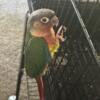 High red yellow sided green cheek conure