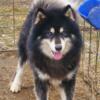 STUD SERVICE ONLY! Dual registered 2 year old Siberian Huskies