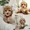 Beautiful F1B CavaPoo Puppies - Available NOW