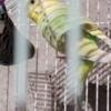 2 budgies selling together. Breeding pair