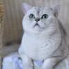 TICA Registered Cattery, British Shorthair Beautiful Purebred Male Cat (Available for Breeding)