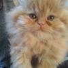 10 week old Male RED Persian CFA Registered