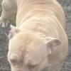 NICE AMERICAN BULLY FEMALE EXCELLENT PED. NO PAPERS PET HOME ONLY HEAT COMING SOON!