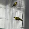 Cuban Melodious Finches