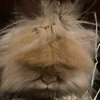 Lionhead bunnies - pedigreed - show quality - Torts