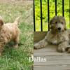 Apricot & Parti F1B Goldendoodle Puppies Due In May! Health-Tested Parents! Medium Size!