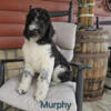 Murphy Male Goldendoodle