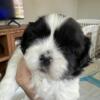 Shi-Apso puppies for sale