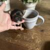 Tiny male tea cup  puppy. 4 weeks old